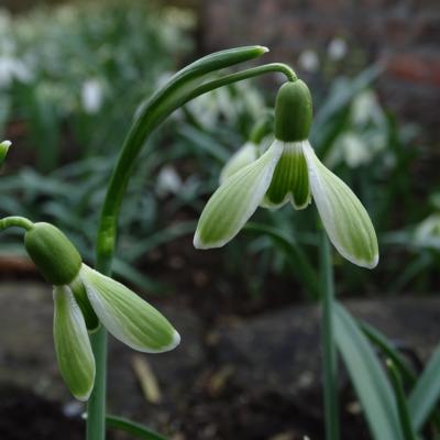 galanthus-wifi-green-machine_1_400.jpeg