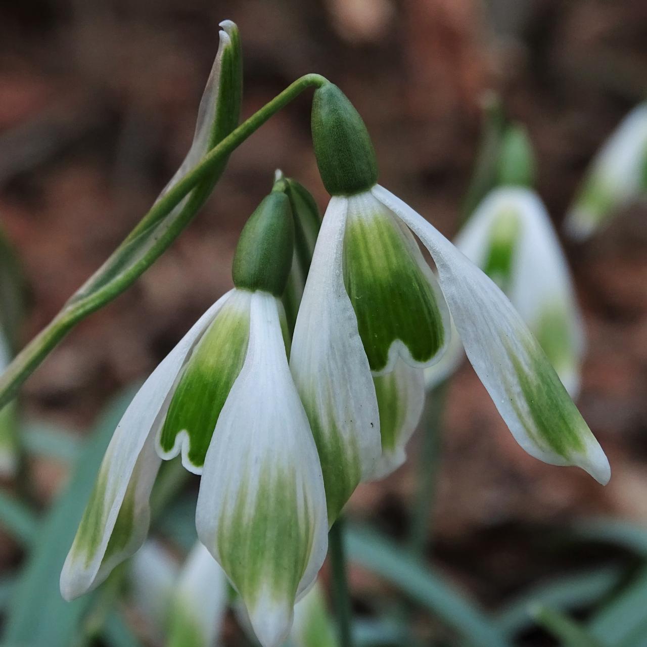 Galanthus 'Wifi Green Reflection' plant