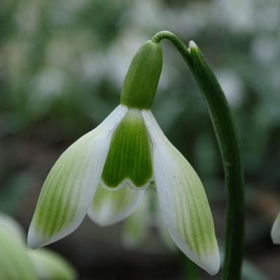 galanthus-wifi-green-stuff_400.jpeg