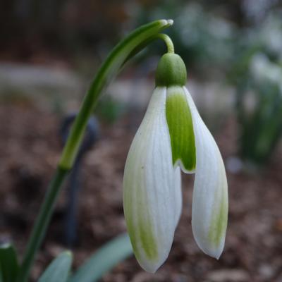 galanthus-wifi-green-touch_1_400.jpeg