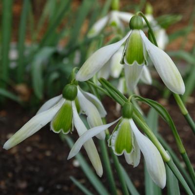 galanthus-wifi-green-touch_2_400.jpeg