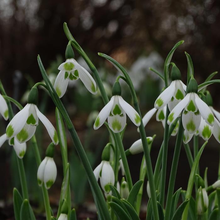 Galanthus 'Wifi Heartbeat' plant