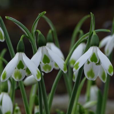 galanthus-wifi-heartbeat_400.jpeg