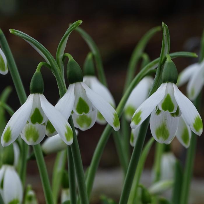 Galanthus 'Wifi Heartbeat' plant
