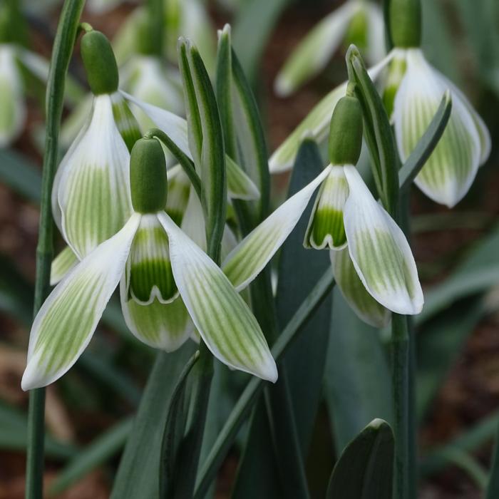 Galanthus 'Wifi Horizon' plant