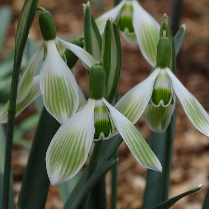 Galanthus 'Wifi Horizon' plant