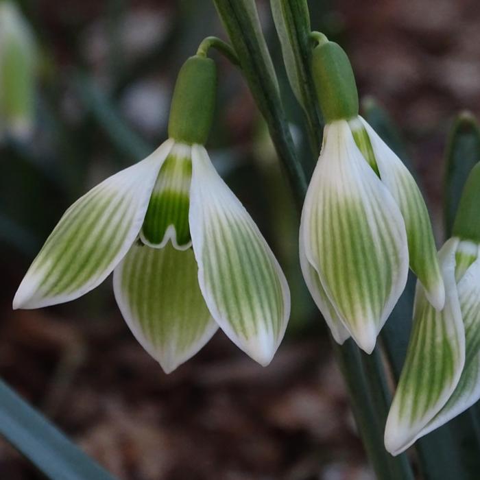 Galanthus 'Wifi Horizon' plant