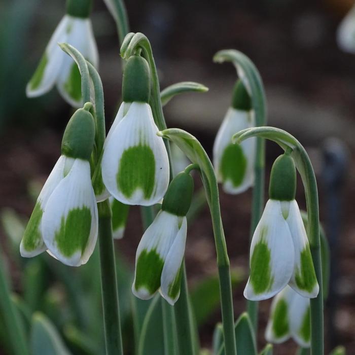 Galanthus 'Wifi Humblebee' plant