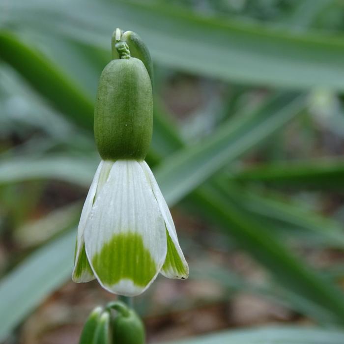 Galanthus 'Wifi Inimini' plant