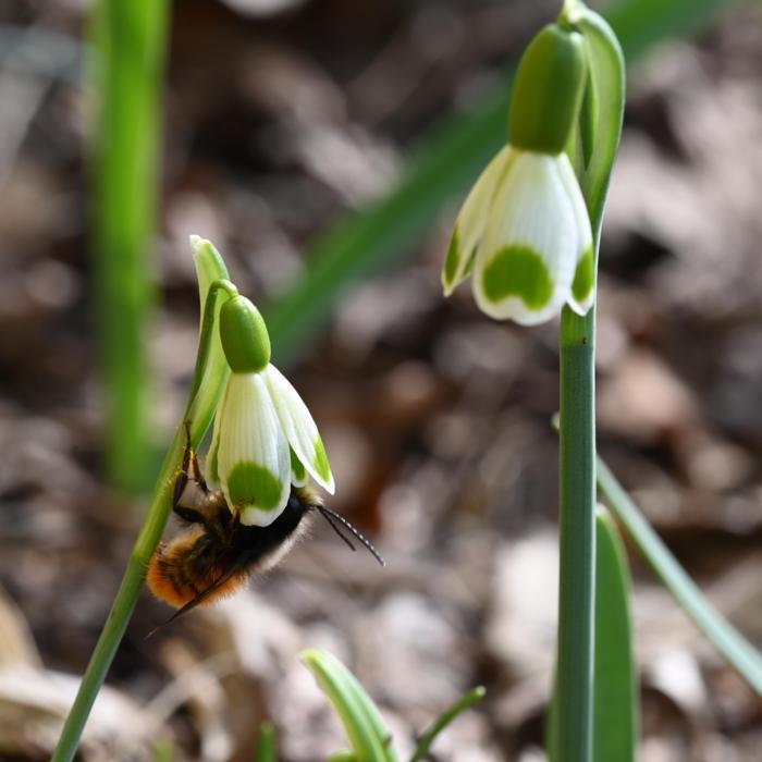 Galanthus 'Wifi Inimini' plant
