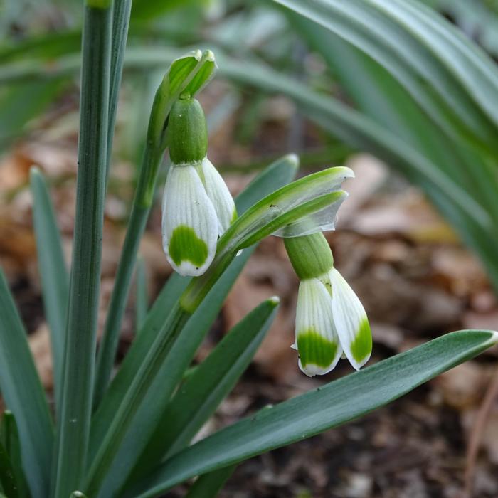 Galanthus 'Wifi Inimini' plant