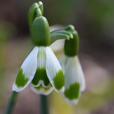 galanthus-wifi-inimini