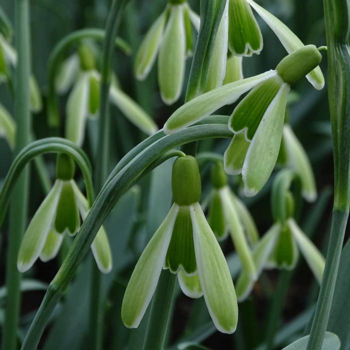Galanthus 'Wifi Insect' plant