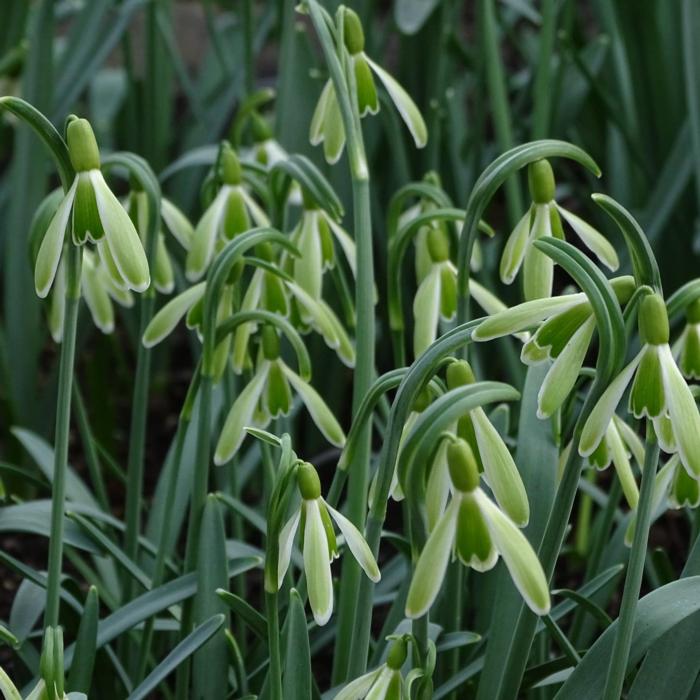 Galanthus 'Wifi Insect' plant