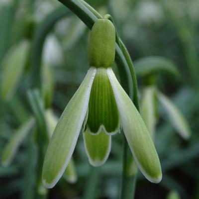 galanthus-wifi-insect