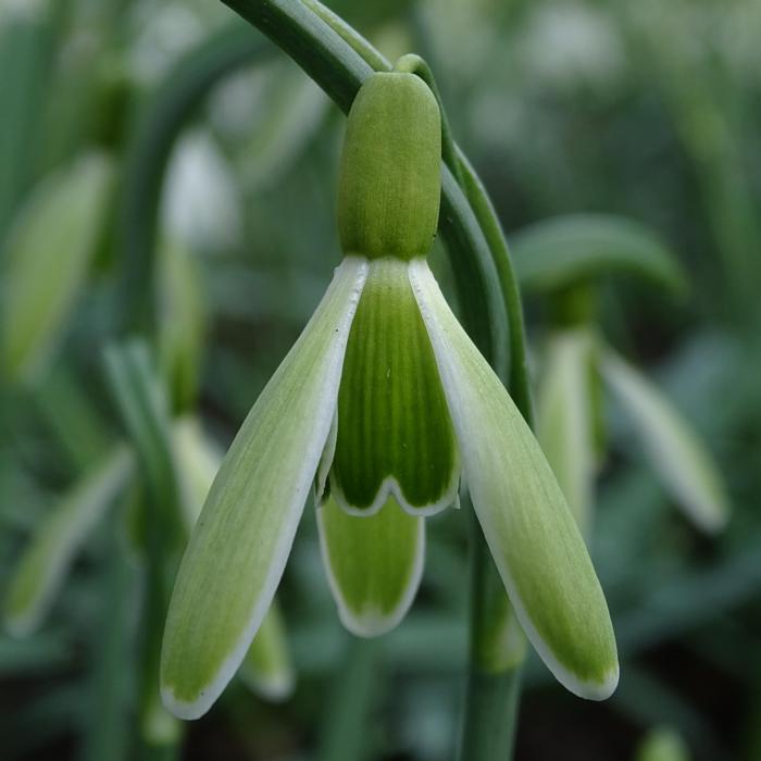 Galanthus 'Wifi Insect' plant