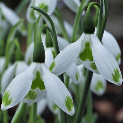 galanthus-wifi-jingle-bells_400.jpeg