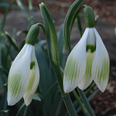 galanthus-wifi-king-size_400.jpeg