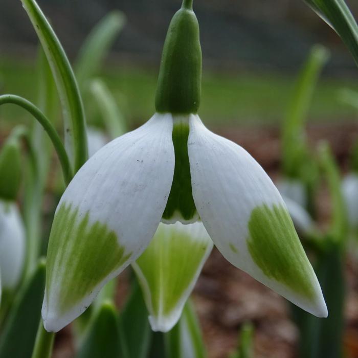 Galanthus 'Wifi Kittiwake' plant