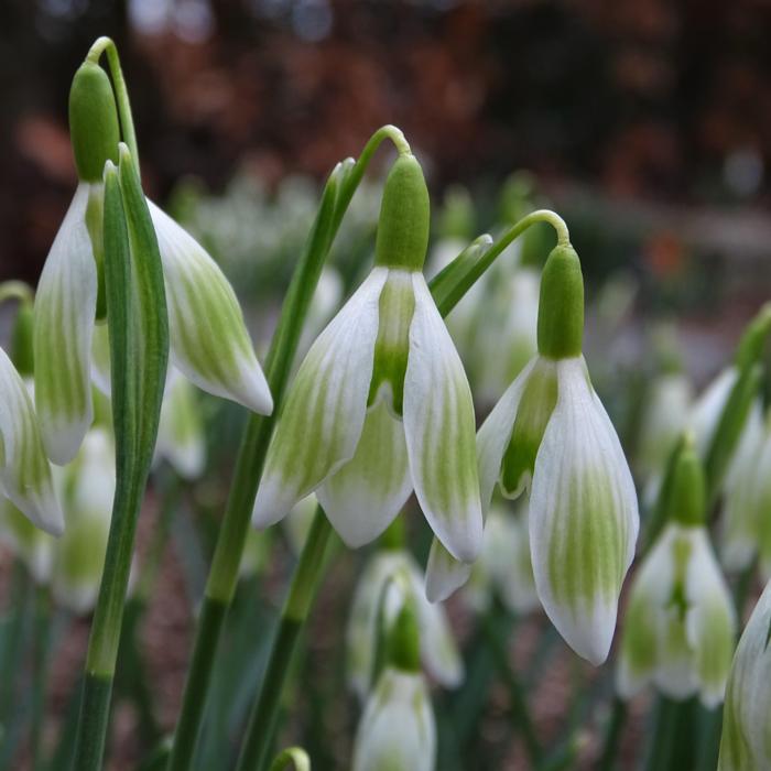 Galanthus 'Wifi Kolpak' plant