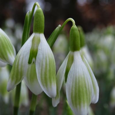 galanthus-wifi-kolpak_400.jpeg