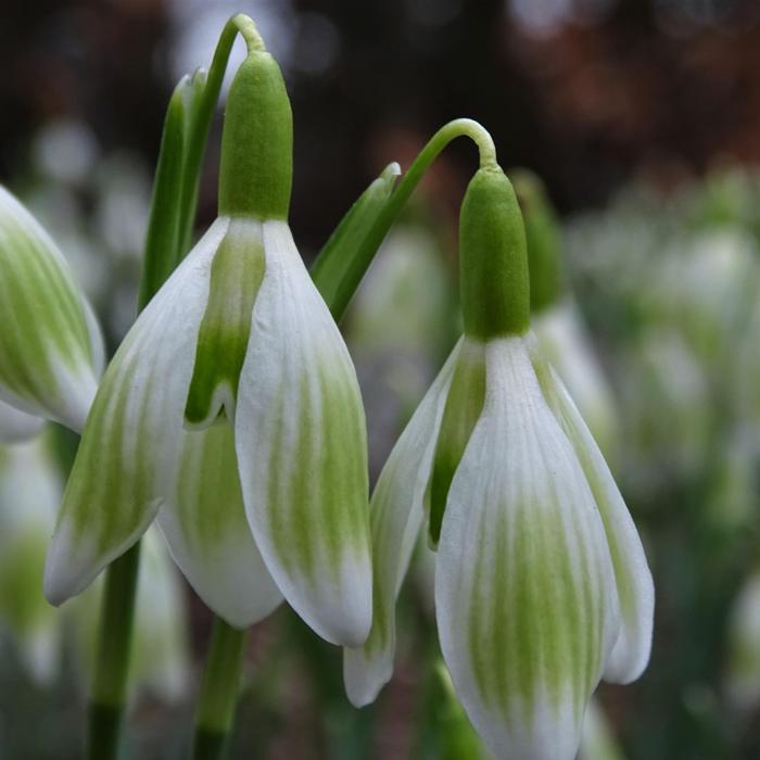 Galanthus 'Wifi Kolpak' plant