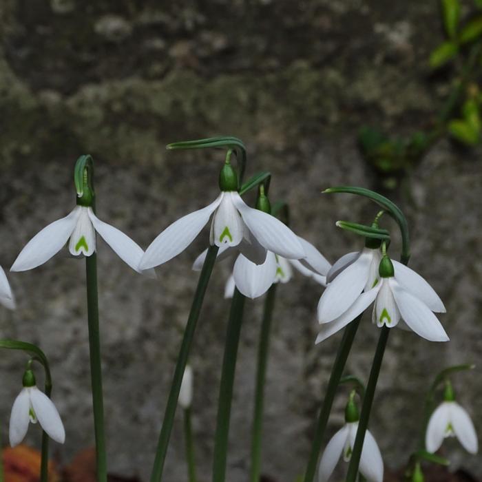 Galanthus reginae-olgae 'Wifi Lambda' plant