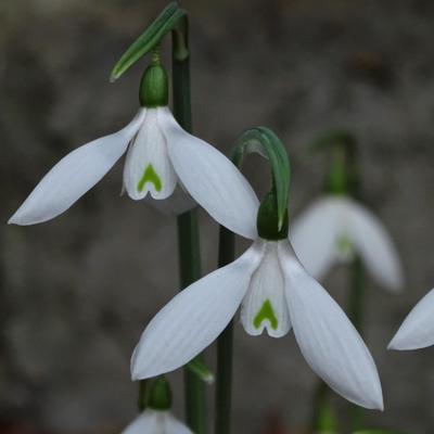 galanthus-wifi-lambda_400.jpeg