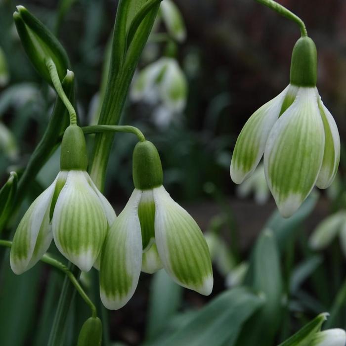 Galanthus 'Wifi Let's Dance' plant