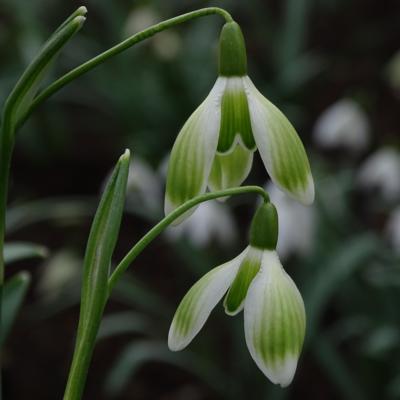 galanthus-wifi-lets-dance