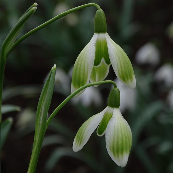 Galanthus 'Wifi Let's Dance' plant