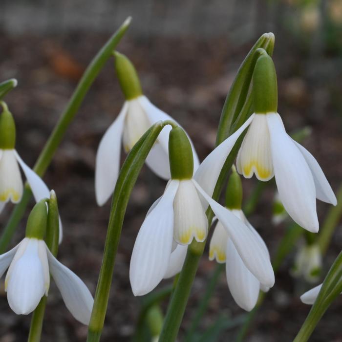 Galanthus 'Wifi Lightbox' plant