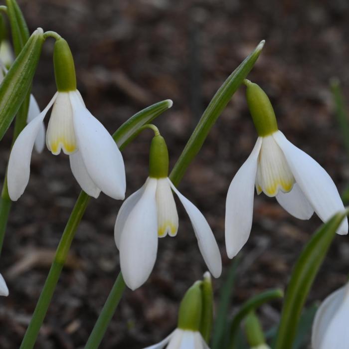 Galanthus 'Wifi Lightbox' plant