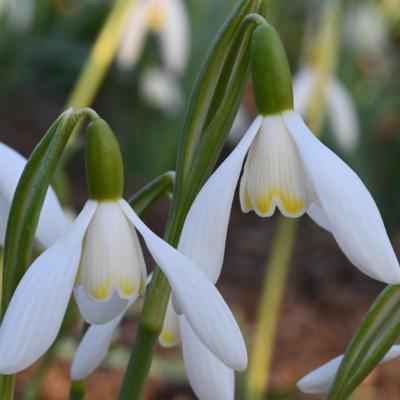 galanthus-wifi-lightbox