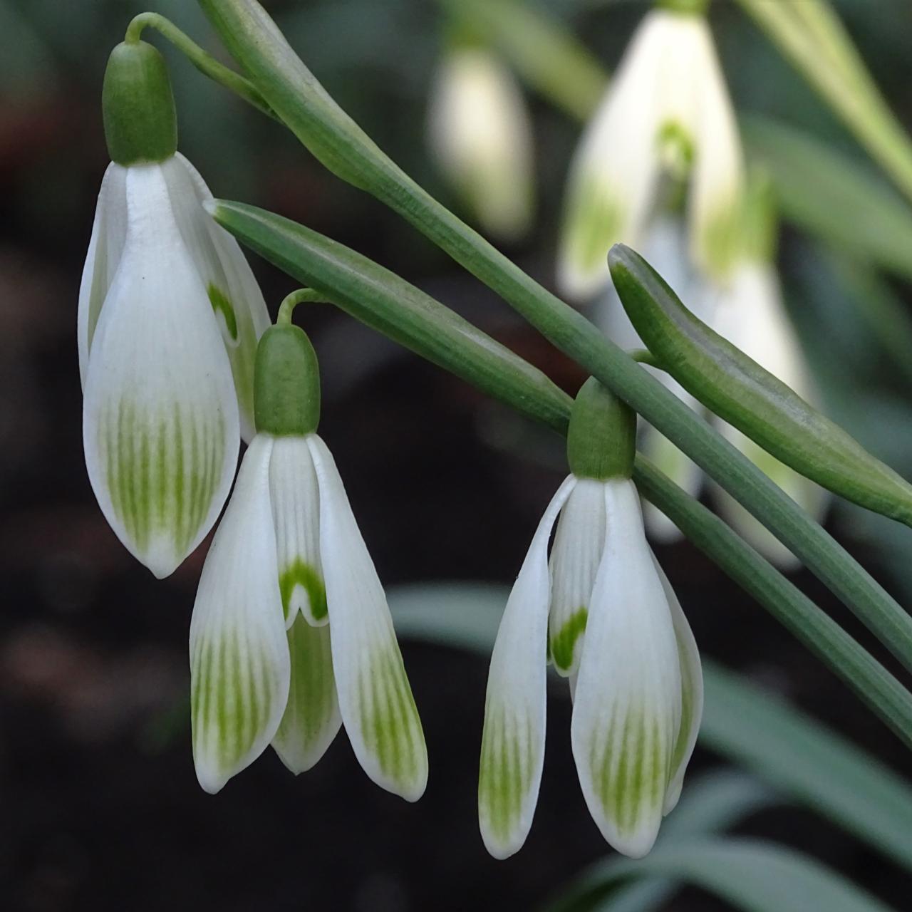 Galanthus 'Wifi Lucida' plant