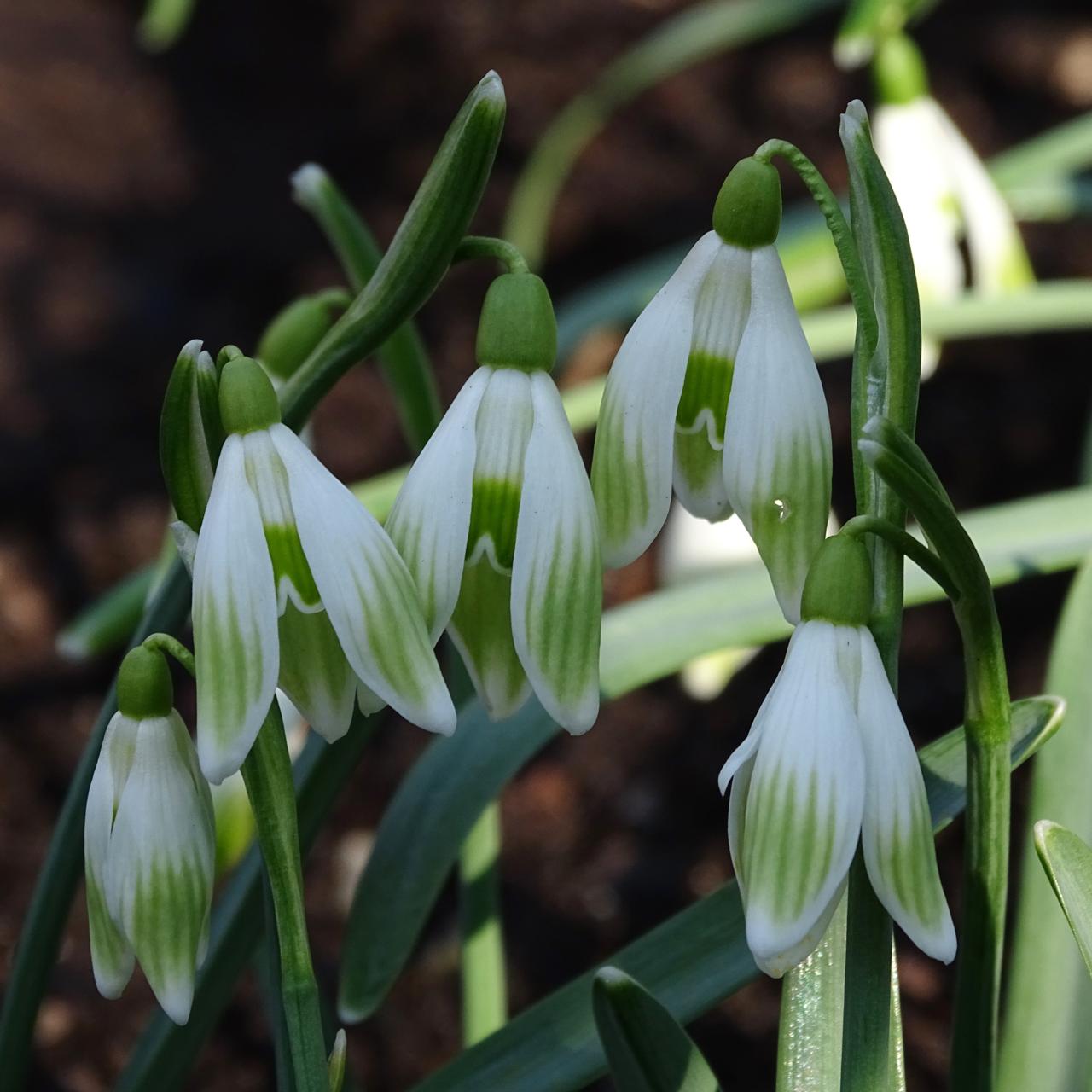 Galanthus 'Wifi Manifesto' plant