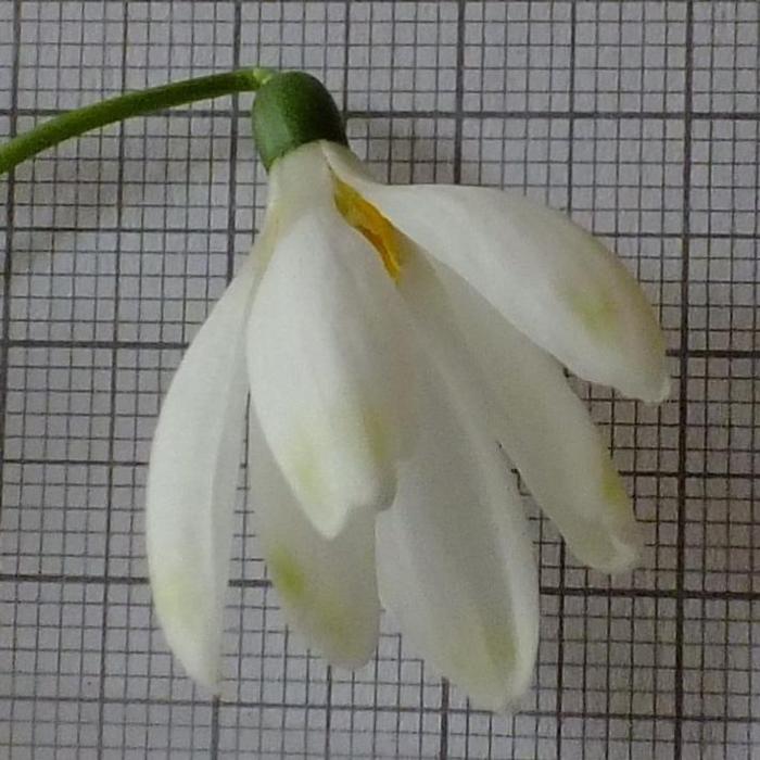 Galanthus 'Wifi Mme Bénédicte' plant