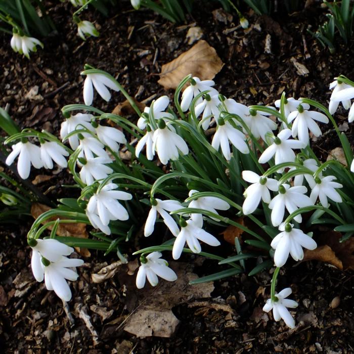 Galanthus 'Wifi Mme Bénédicte' plant