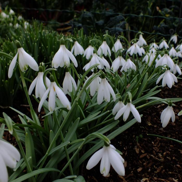 Galanthus 'Wifi Mme Bénédicte' plant