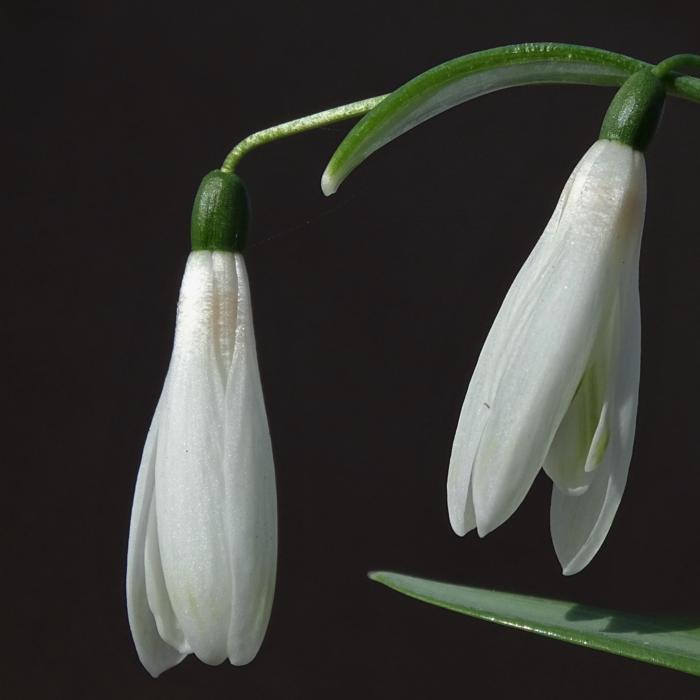 Galanthus 'Wifi Mme Bénédicte' plant