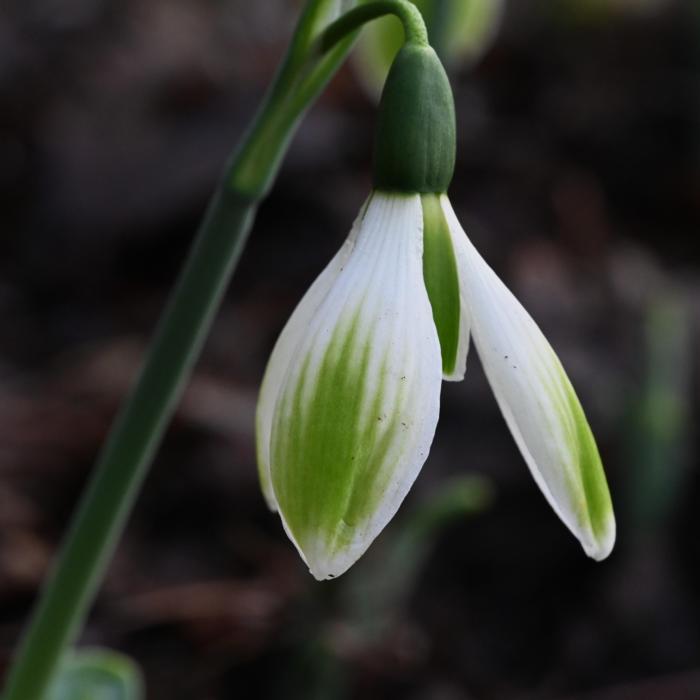 Galanthus 'Wifi Mocktail' plant