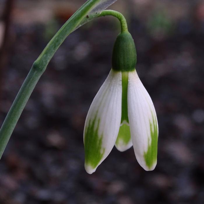 Galanthus 'Wifi Mocktail' plant