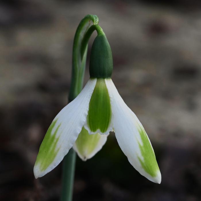 Galanthus 'Wifi Mocktail' plant