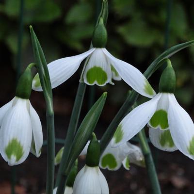 galanthus-wifi-modest_1_400.jpeg