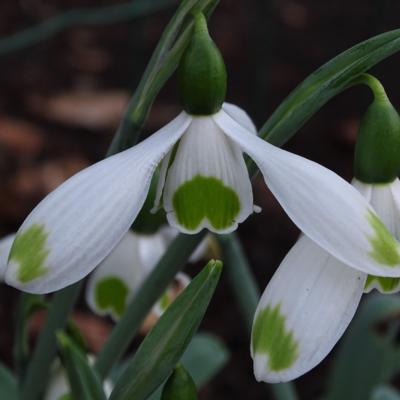 galanthus-wifi-modest
