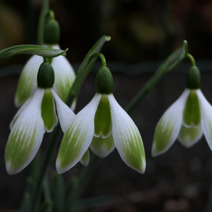Galanthus 'Wifi Monami' plant