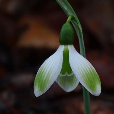 galanthus-wifi-monami