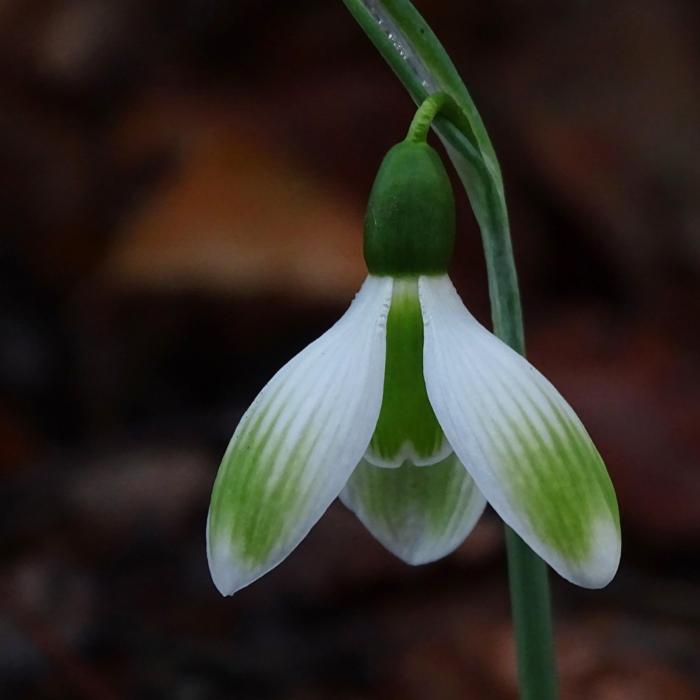 Galanthus 'Wifi Monami' plant