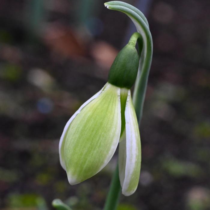 Galanthus 'Wifi Monique' plant