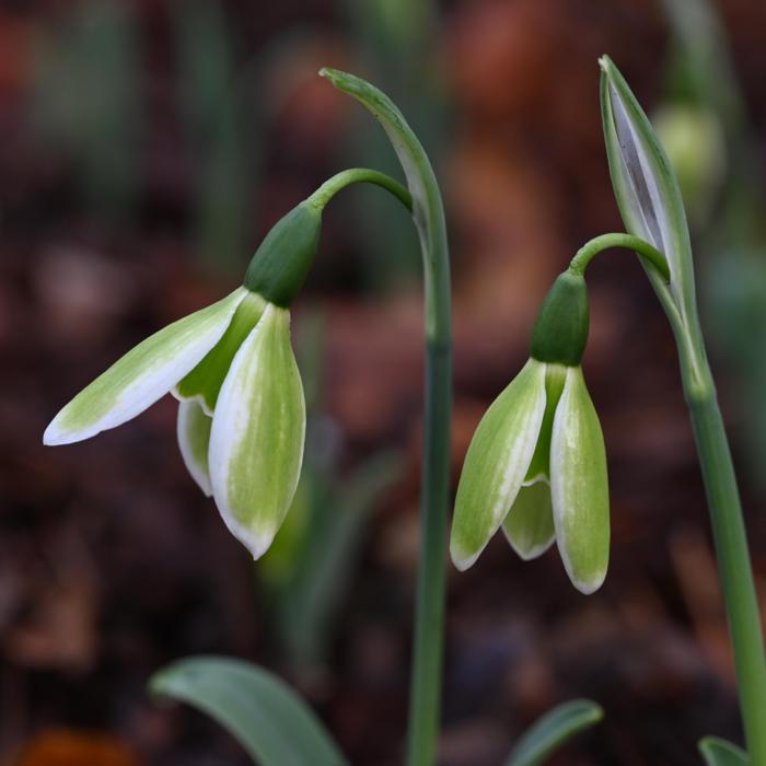 Galanthus 'Wifi Monique' plant